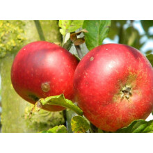Apple Discovery Large Fruit Tree 6ft Tall Supplied in a Pot by Direct Plants