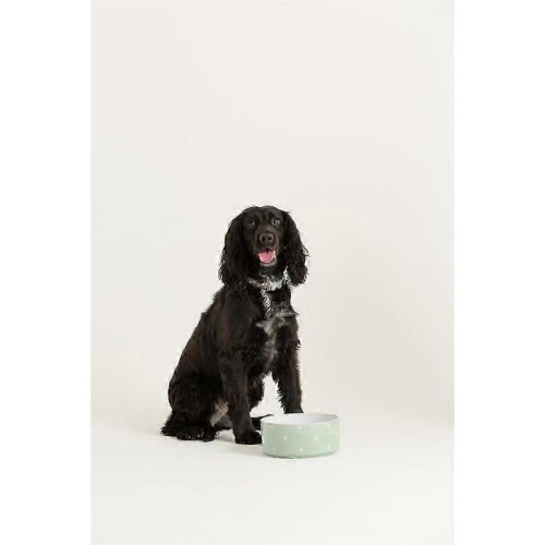 (One Size, 18cm) Mason Cash Grey Polka Dot Pet Bowl, 13 cm 1