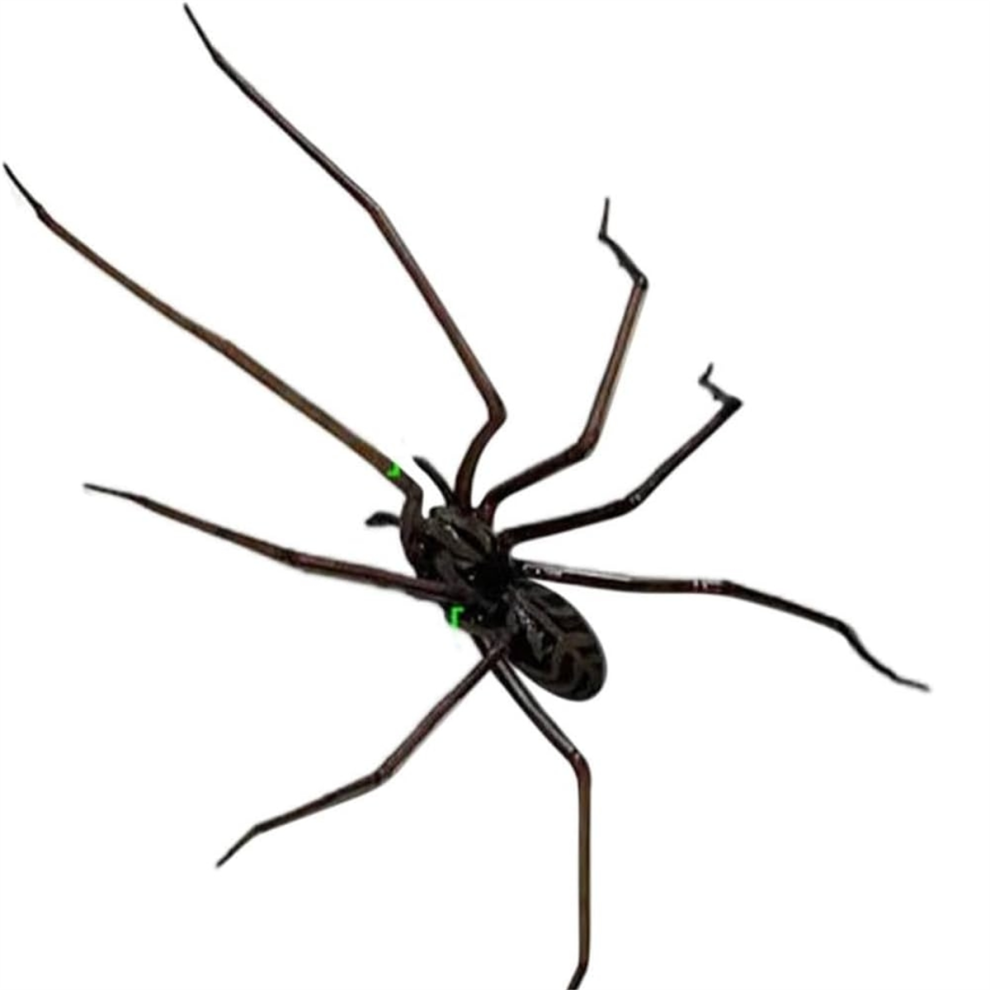 Sin Marca Spider Fridge Magnet, Realistic Spider Magnets, Cute Spiders Design A