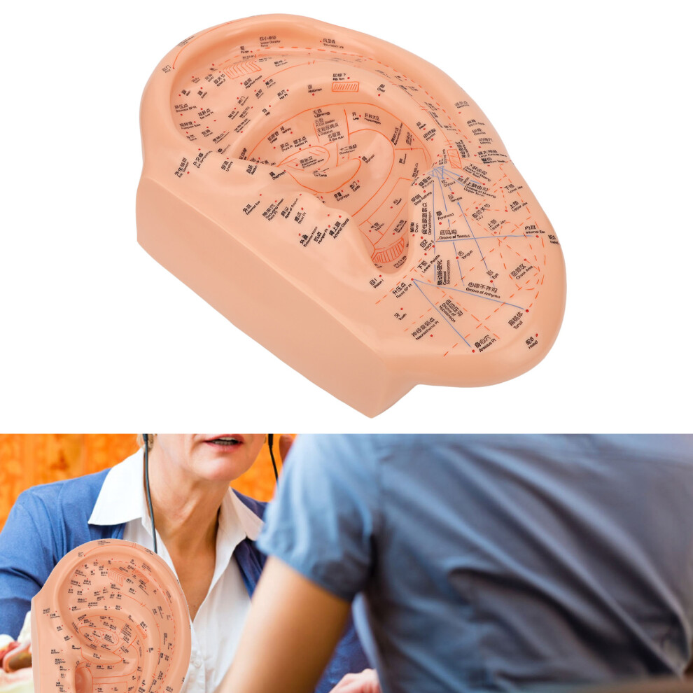 40cm Ear Acupuncture Point Model Accurate Clearly Fonts PVC Professional Ear Zone Massage Model-image-OPC-PHR7DTG-NEW