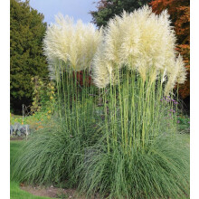 3x 3-4ft Extra Large White Pampas Grass Large Plants in Pots By Direct Plants