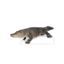 Levensgrote Kartonnen Standup van een Amerikaanse Alligator