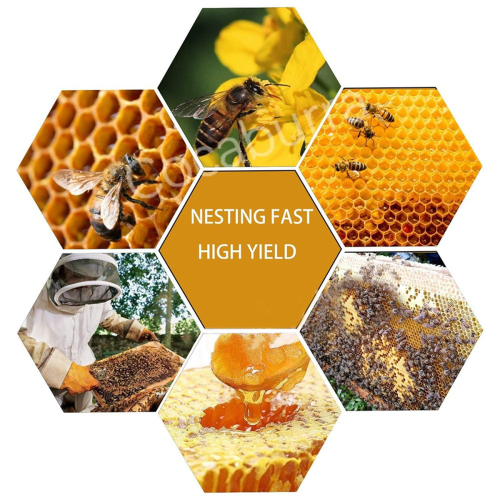 30 folhas de base Bee Hive, folhas de base de cera de abelha profunda 1