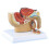 1:2 Male Pelvic Sagittal Section Testicular Prostate Bladder Rectal Urinary System Model 1