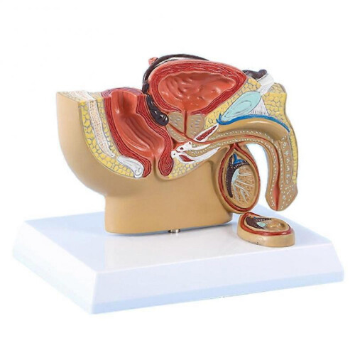 1:2 Male Pelvic Sagittal Section Testicular Prostate Bladder Rectal Urinary System Model