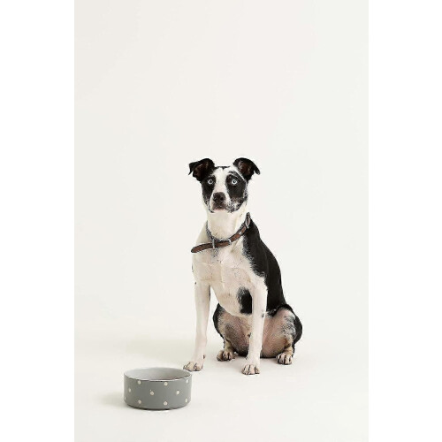 (Grau) Hundefutterbehälter, große Kapazität, Vorratsdose mit durchsichtigem Deckel, Tierfutter-Aufbewahrungstank, 1