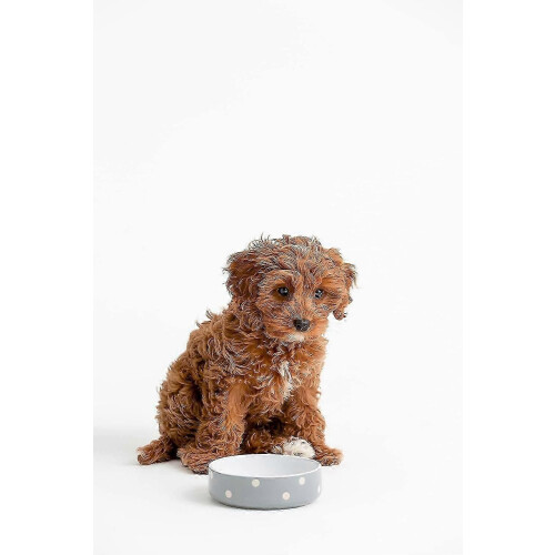 (Grau) Hundefutterbehälter, große Kapazität, Vorratsdose mit durchsichtigem Deckel, Tierfutter-Aufbewahrungstank, 2