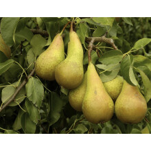 Pear Conference Fruit Tree 6ft Tall Supplied in a 7.5 Litre Pot by Directplants