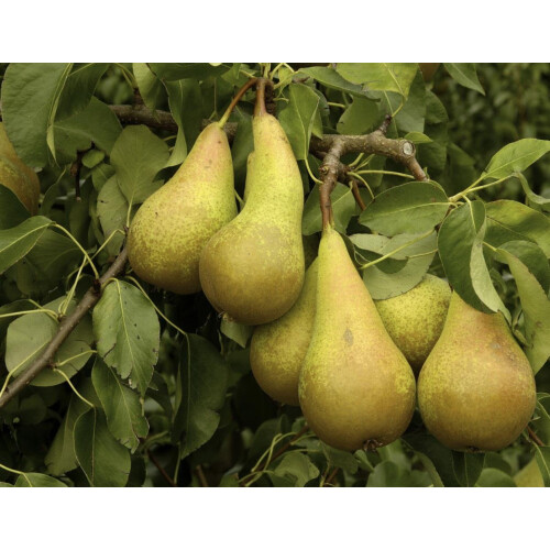 Pear Conference Fruit Tree 6ft Tall Supplied in a 7.5 Litre Pot by Directplants