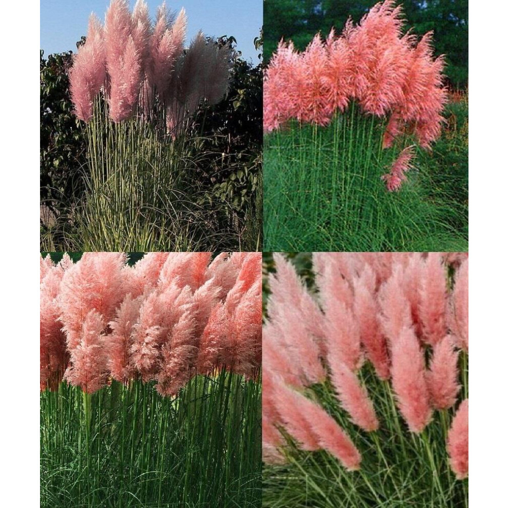 Directplants Cortaderia Rosea Pink Pampas Grass Extra Large Plant 3-4Ft Supplied In A 5 Litre Pot