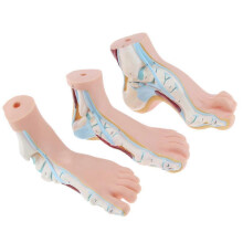 (As show, One size) 1:1 Set of 3Pcs Human Normal, Flat & Arched Foot Anatomical Model