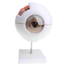 (As show, One size) Educational Human Eye Ball Model Students Biology Study Kit Lab Ornament