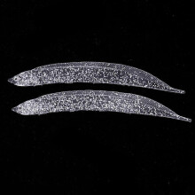 (As show, One size) 2 Pieces Soft Fishing Baits Lifelike Belt Fish Knifefish Lures Silver