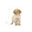 Royal Canin ROYAL CANIN Medium Puppy 15 kg 5
