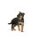 Royal Canin ROYAL CANIN Maxi Puppy 15 kg 5