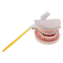 (As show, One size) 1:1 Life Size Human Mouth Dental Teeth Model with Toothbrush Teaching Tools