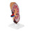 (As show, One size) Human Body Kidney Anatomical Model, Educational Tool Teaching Aids, School Learning Tool, Kidney Structure Model 1