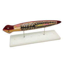 (As show, One size) Planaria Insect Model Biology Teaching Material for Student And Teacher