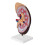 (As show, One size) Human Body Kidney Anatomical Model, Educational Tool Teaching Aids, School Learning Tool, Kidney Structure Model 5