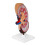 (As show, One size) Human Body Kidney Anatomical Model, Educational Tool Teaching Aids, School Learning Tool, Kidney Structure Model 3