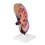 (As show, One size) Human Body Kidney Anatomical Model, Educational Tool Teaching Aids, School Learning Tool, Kidney Structure Model 4