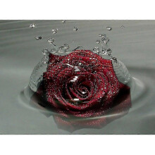 (11.8x15.7 inch, One size) 5d Diy Diamond Painting Full Drill "rose" Diamond Embroidery Rhinestones Pictures Diamond Mosaic Home Decor