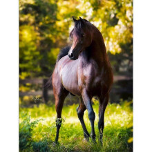 (19.6x27.5inch, One size) 5d Diamond Embroidery Horse Full Round Needlework Diamond Painting Animal Mosaic Handicraft Home Decoration