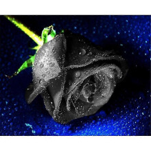(15.7x19.6inch, One size) 5d Diamond Painting A Black Rose Diamond Embroidery Kits Cross Stitch Rhinestone Home Decor Gifts