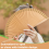 F-Plain Pure Wood Folding Fan Classical Dance Performances Hand Fan 4