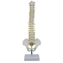 45CM Menschlichen Wirbelsäule mit Becken Menschlichen Anatomischen Anatomie Wirbelsäule Modell