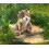 Folkmanis Bobcat Kitten, Brown/a 3