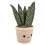 Rhode Island Novelty Pluche Succulent Assortiment (6 stuks) 2