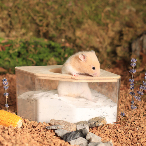 Rechtwinklige Hamster-Sandbad-Box 15x15x9.3cm Eiche 2