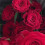 20 Blätter Blumen-Geschenkpapier 58  58  1 cm Eco 5