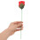 Rosa con llama aparente - 20 piezas, 28.5cm/11.2in, rojo 4
