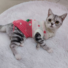 Cat Sweater High Collar 2 Legged Warm Strawberry Pattern Stylish Cute Pet Knit Sweater for Daily Party Pink S