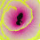 Simulation Kopfsalatkoralle-Dekoration - Lila 12