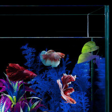 18 Pieces of Betta Hammock Toys, Aquarium Plastic Factory for Betta Accessories