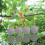 24PCS/Set Bird Repellent Discs Reflective Hanging Device to Keep 5