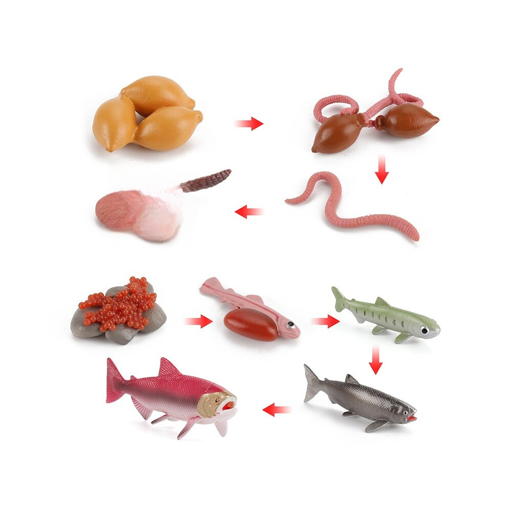 (Worm Salmon)Modelo Cognitivo Del Ciclo De Crecimiento Del Pulpo Lombriz De Tierra Insecto Animal De EducacióN Temprana-image