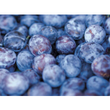 Czar Plum Large Fruit Tree 6ft Tall in a 7.5 Litre Pot