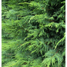 Green Leylandii Cupressocyparis Leylandii Hedging Trees 3-4ft Supplied in 3 Litre Pots