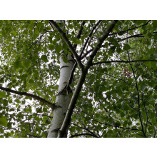 3x Extra Large Silver Birch Trees 6-7ft Tall Supplied in Pots By Direct Plants
