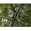 3x Extra Large Silver Birch Trees 6-7ft Tall Supplied in Pots By Direct Plants 1