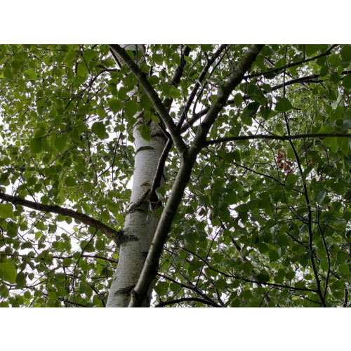 3x Extra Large Silver Birch Trees 6-7ft Tall Supplied in Pots By Direct Plants
