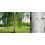 3x Extra Large Silver Birch Trees 6-7ft Tall Supplied in Pots By Direct Plants 2