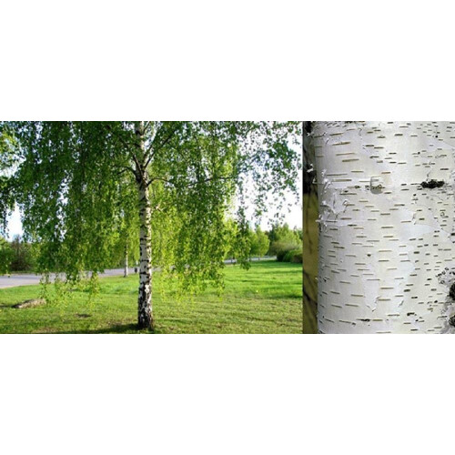 3x Extra Large Silver Birch Trees 6-7ft Tall Supplied in Pots By Direct Plants 1