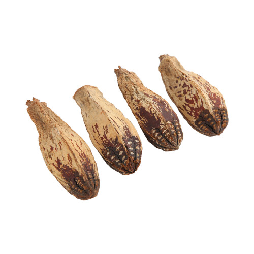 5 bolsas de nueces para masticar para loros, nueces secas para loros 2