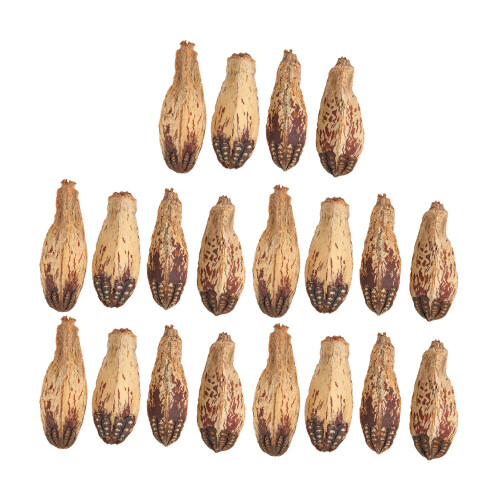 5 bolsas de nueces para masticar para loros, nueces secas para loros 1