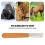 Peine de stripping para mascotas con mango de madera, acero inoxidable 10